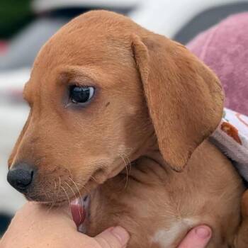 Rosalie -  Terrier and Mixed Breed Dog for Adoption in Campton Hills, Illinois - Rosalie | PetCurious