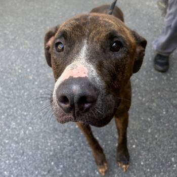 Rescue Pit Bull Terrier Dogs for Adoption in Morganton, North Carolina - Reese | PetCurious