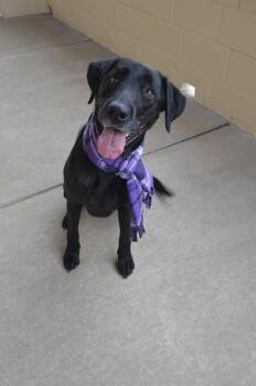 Labrador Retriever Dogs Available for Adoption - Molly Ann (In Foster) | PetCurious