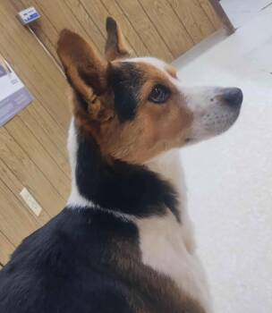 Corgi Dogs Available for Adoption - FOSTER ME - Calvin | PetCurious