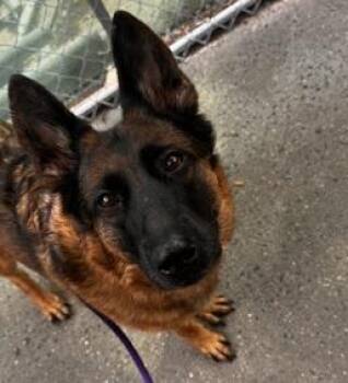 BLOSSOM - EUTH 6/6 -  German Shepherd Dog Dog for Adoption in Huntington, New York - BLOSSOM - EUTH 6/6 | PetCurious