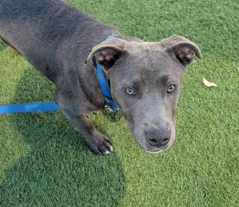 RIVER RAIN -  Pit Bull Terrier Dog for Adoption in Dallas, Texas - RIVER RAIN | PetCurious
