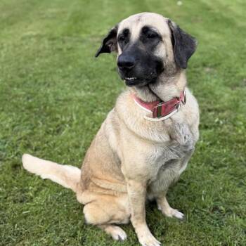Kelsey -  Anatolian Shepherd and Mixed Breed Dog for Adoption in Ashtabula, Ohio - Kelsey | PetCurious