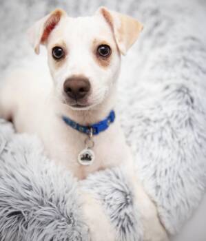 Boo Bear available Charlie