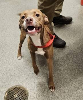 GEORGIA -  Pit Bull Terrier and Mixed Breed Dog for Adoption - GEORGIA | PetCurious