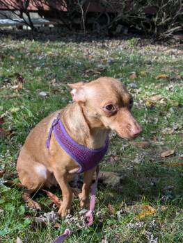 Rescue Chihuahua and Italian Greyhound Dogs for Adoption in Pittsburgh, Pennsylvania - Ruby | PetCurious