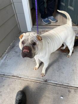 Shar Pei Dogs Available for Adoption - GRAHAM | PetCurious