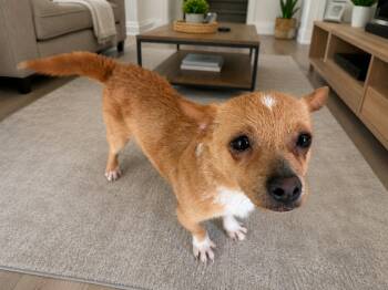 Yuki -  Mixed Breed Dog for Adoption in Markham, Ontario - Yuki | PetCurious