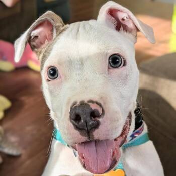 Atlas -  Pit Bull Terrier Dog for Adoption in Normal, Illinois - Atlas | PetCurious