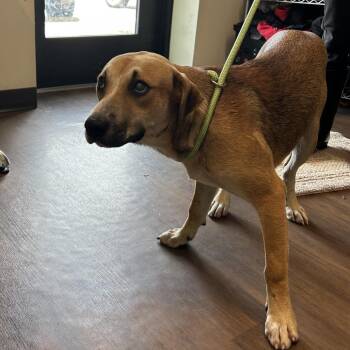 Pearl -  Labrador Retriever and Mixed Breed Dog for Adoption in League City, Texas - Pearl | PetCurious