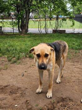 German Shepherd Dog Dogs Available for Adoption in Little Rock, Arkansas - Maybelline | PetCurious