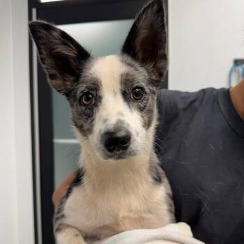 Walker -  Australian Shepherd and Mixed Breed Dog for Adoption in Abilene, Texas - Walker | PetCurious