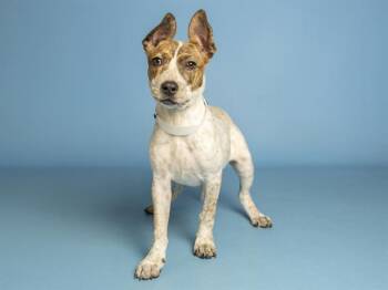 GINGER -  Australian Cattle Dog Blue Heeler Dog for Adoption in Phoenix, Arizona - GINGER | PetCurious