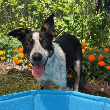 Becca -  Cattle Dog and Mixed Breed Dog for Adoption in Alma, Wisconsin - Becca | PetCurious