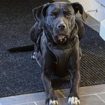 Buddy -  Black Labrador Retriever Dog for Adoption in Danville, Vermont - Buddy | PetCurious