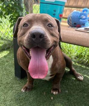 SOLAR -  Mixed Breed Dog for Adoption in Columbia, South Carolina - SOLAR | PetCurious