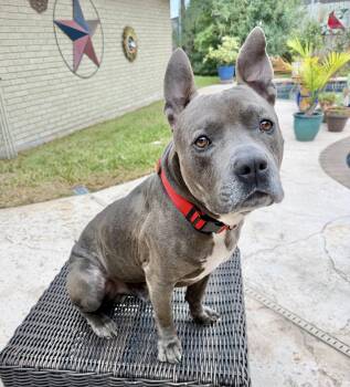 American Bulldog and American Staffordshire Terrier Dogs Available for Adoption in Austin, Texas - Tank | PetCurious