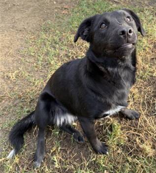 Labrador Retriever and Australian Cattle Dog Blue Heeler Dogs Available for Adoption - PENNY | PetCurious