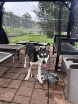 Misha -  Husky and Mixed Breed Dog for Adoption in Houston, Texas - Misha | PetCurious