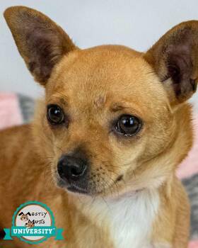 Chihuahua Dogs Available for Adoption in Kennesaw, Georgia - Angelina | PetCurious