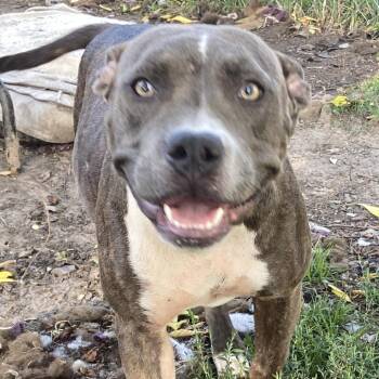 Zarah -  Pit Bull Terrier Dog for Adoption in Tulsa, Oklahoma - Zarah | PetCurious