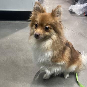 Pomeranian Dogs Available for Adoption - Starlight | PetCurious