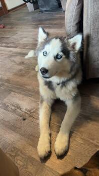 Kaia -  Siberian Husky Dog for Adoption in La Motte, Iowa - Kaia | PetCurious