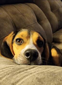 Elvis -  Basset Hound Dog for Adoption in Boston, Massachusetts - Elvis | PetCurious