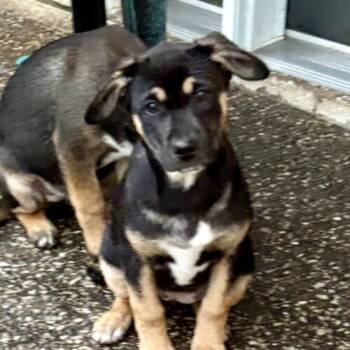 Rescue Mixed Breed Dogs for Adoption in Hawkestone, Ontario - Muffin | PetCurious