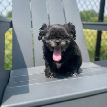 Zora -  Shih Tzu Dog for Adoption in Northbrook, Illinois - Zora | PetCurious