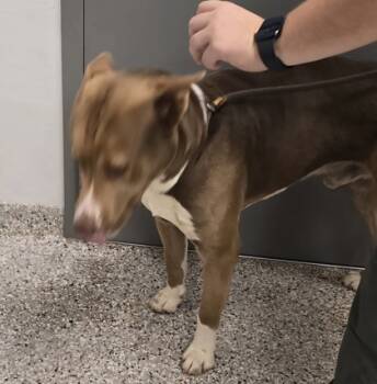 Rescue Mixed Breed Dogs for Adoption in Gastonia, North Carolina - Regal | PetCurious