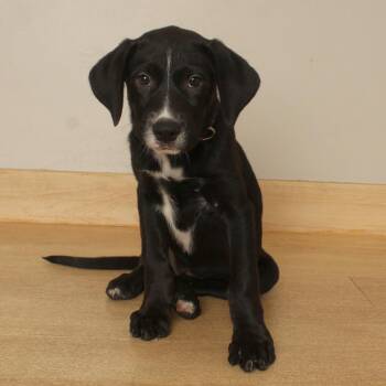 Mabel D70664 -  Labrador Retriever and Mixed Breed Dog for Adoption in Minnetonka, Minnesota - Mabel D70664 | PetCurious