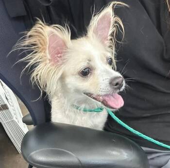HIMARI -  Mixed Breed Dog for Adoption in Dallas, Texas - HIMARI | PetCurious