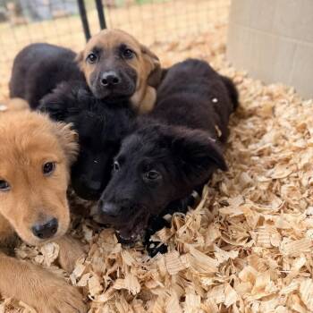Flat Coated Retriever Dogs Available for Adoption in Fosters, Alabama - SUMMIT | PetCurious