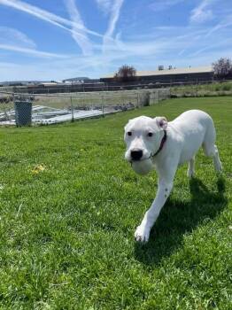 Pit Bull Terrier Dogs Available for Adoption in Prineville, Oregon - Roco | PetCurious