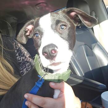 Duke -  Border Collie Dog for Adoption - Duke | PetCurious