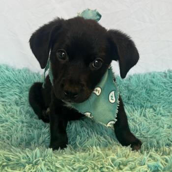 Padme -  Mixed Breed Dog for Adoption in Canal Winchester, Ohio - Padme | PetCurious