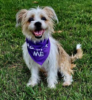 Cairn Terrier and Shih Tzu Dogs Available for Adoption in Monroe, North Carolina - Sammie | PetCurious