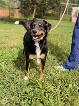 Taco -  Australian Shepherd and Terrier Dog for Adoption in Lovingston, Virginia - Taco | PetCurious