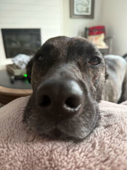 Rescue Mountain Cur Dogs for Adoption in Nashville, Tennessee - Patrick | PetCurious