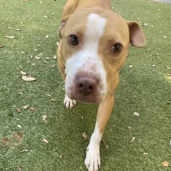 Rescue Mixed Breed Dogs for Adoption in Titusville, Florida - Dawn | PetCurious