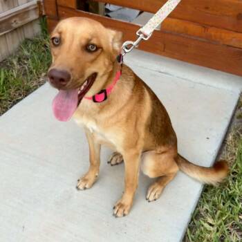 Piper -  Carolina Dog and Shepherd Dog for Adoption in Harlingen, Texas - Piper | PetCurious