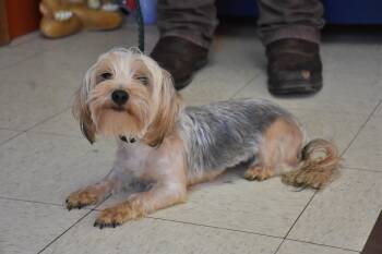 Yorkshire Terrier Dogs Available for Adoption - Sara | PetCurious