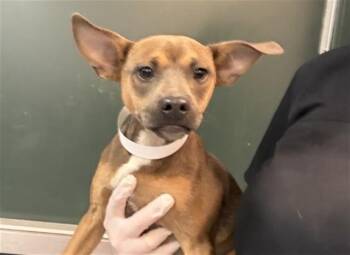 Terrier and Mixed Breed Dogs Available for Adoption in Thousand Palms, California - BECKY | PetCurious