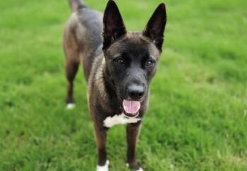 KARMA -  Siberian Husky and Mixed Breed Dog for Adoption in Albuquerque, New Mexico - KARMA | PetCurious