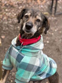 Mixed Breed Dogs Available for Adoption - Kia | PetCurious