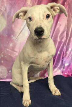 Freya -  Pit Bull Terrier Dog for Adoption in Sedalia, Colorado - Freya | PetCurious