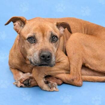 Mixed Breed Dogs Available for Adoption - TEALA | PetCurious