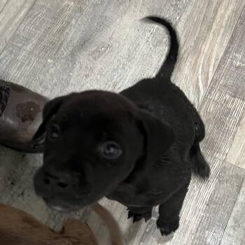 Labrador Retriever Dogs Available for Adoption in Richmond Hill, Georgia - Sneezy | PetCurious