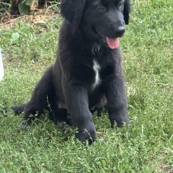 Scarlett -  Mixed Breed Dog for Adoption - Scarlett | PetCurious
